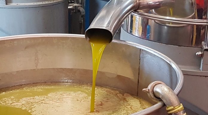 olio di oliva classificazione
