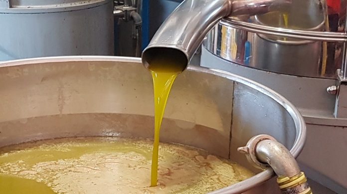 olio di oliva classificazione