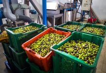 olive in frantoio