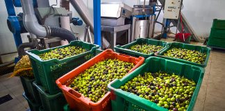 olive in frantoio