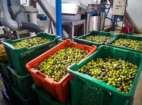 olive in frantoio