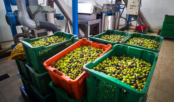 olive in frantoio