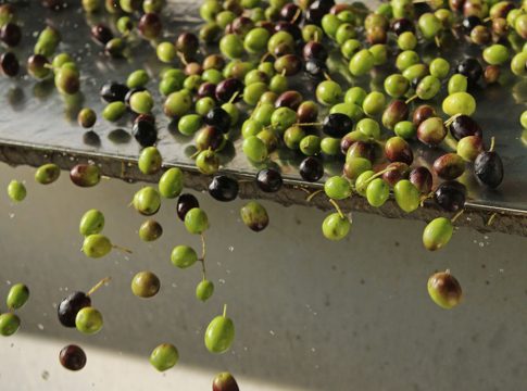 frangitura olive