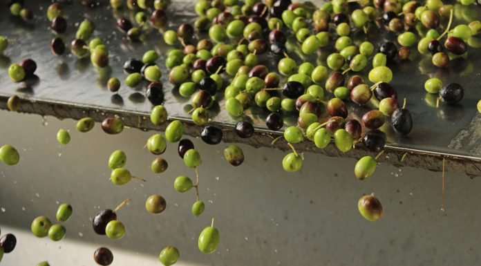 frangitura olive