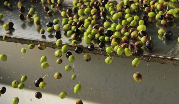 frangitura olive