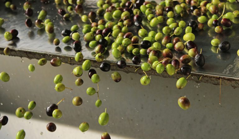 frangitura olive