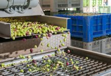 produzione olio 2025