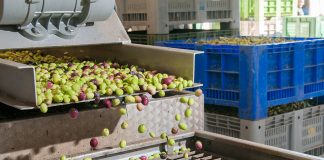 produzione olio 2025