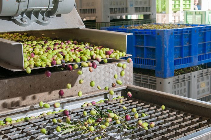 produzione olio 2025
