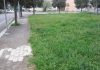 vettore xylella