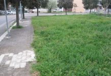 vettore xylella