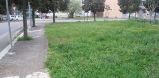 vettore xylella
