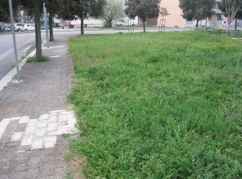 vettore xylella