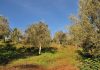 Olivicoltura campana 2025, qualità eccellente e rese nella media olivicoltura campana