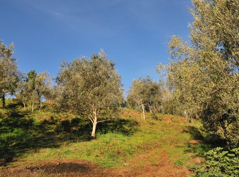 olivicoltura campana