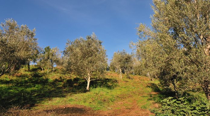 Olivicoltura campana 2025, qualità eccellente e rese nella media olivicoltura campana