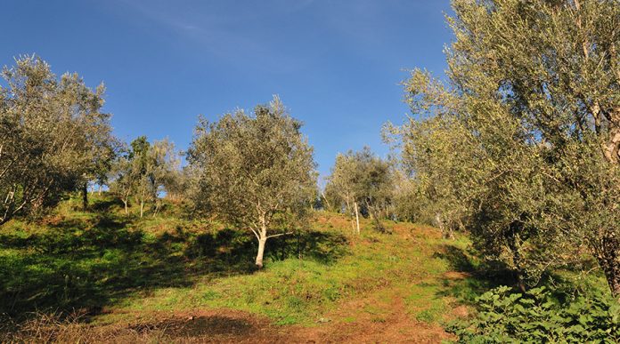 olivicoltura campana