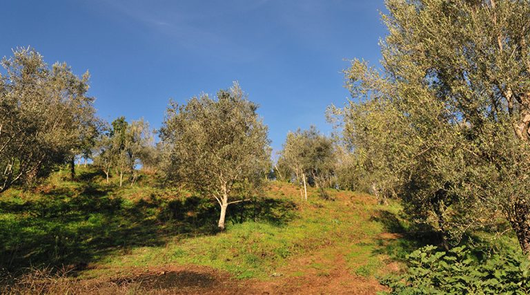 olivicoltura campana