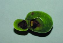 mosca olivo