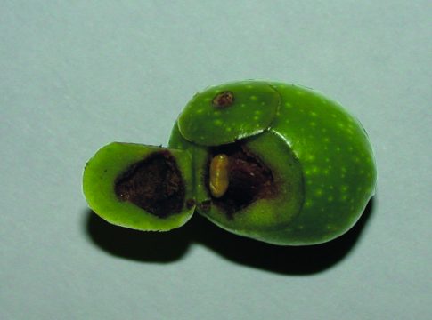 mosca olivo