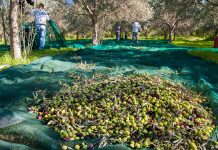 Olio Toscano Igp, rese 2025/26 promettenti e debutto della fascetta anti-contraffazione olio toscano igp 2025