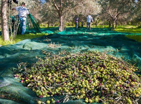 olio toscano igp 2025