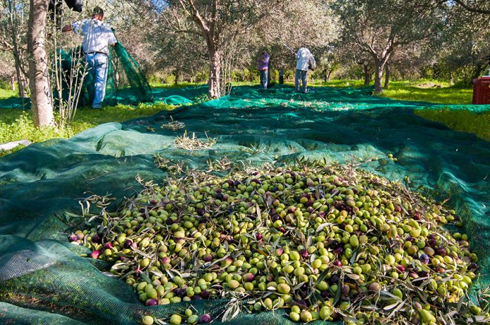 olio toscano igp 2025