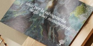 Una cartolina commemorativa per la difesa della Piana degli olivi monumentali piana olivi monumentali