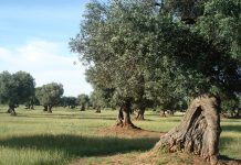 gestione sostenibile