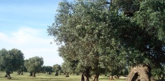 gestione sostenibile