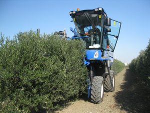 olivicolura in parete