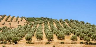 Marocco olivicoltura