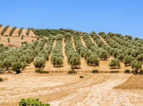 Marocco olivicoltura