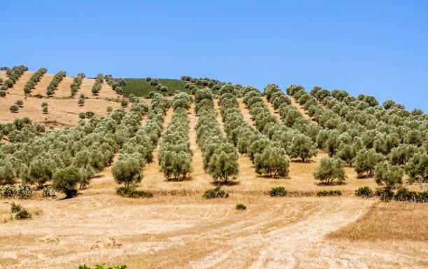 Marocco olivicoltura