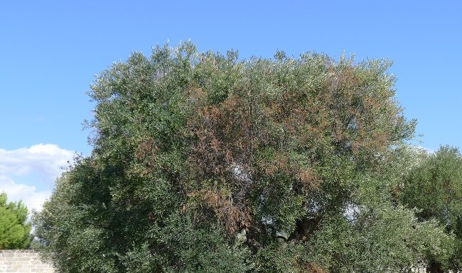 Da Biovexo soluzioni sostenibili contro Xylella fastidiosa biovexo
