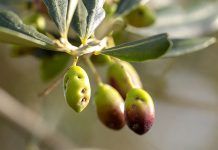 mosca olive