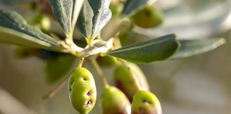 mosca olive