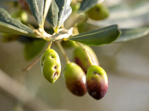 mosca olive