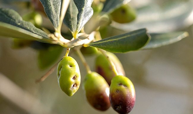 In Italia la mosca delle olive è il parassita più importante dell’olivo mosca olive