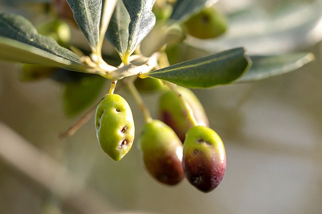 mosca-olive-750x500 mosca olive