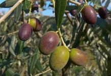 Frantoio e Leccino, disponibili i dati genomici genoma olivo