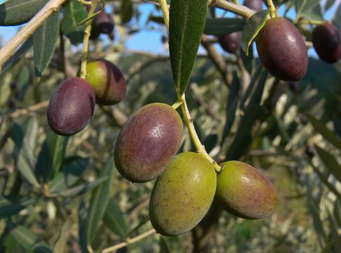 Frantoio e Leccino, disponibili i dati genomici genoma olivo