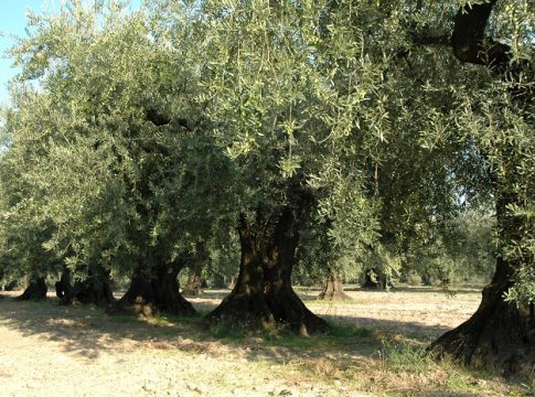 L’oliveto può mitigare il cambiamento climatico con il sequestro del carbonio sequestro carbonio