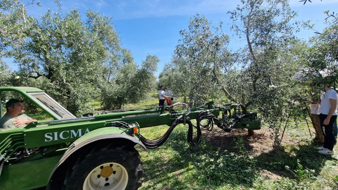 scuotitore vibrante per olivo Sicma potatura olivo pulp