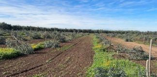 capitozzati giovani olivi