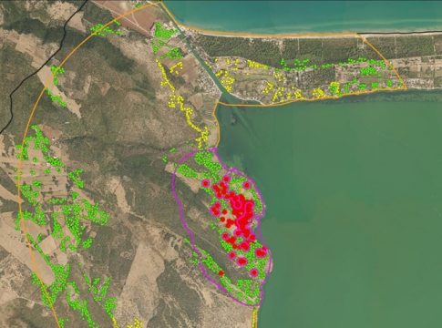 Xylella sul Gargano, il focolaio di Cagnano Varano verrà eradicato xylella gargano