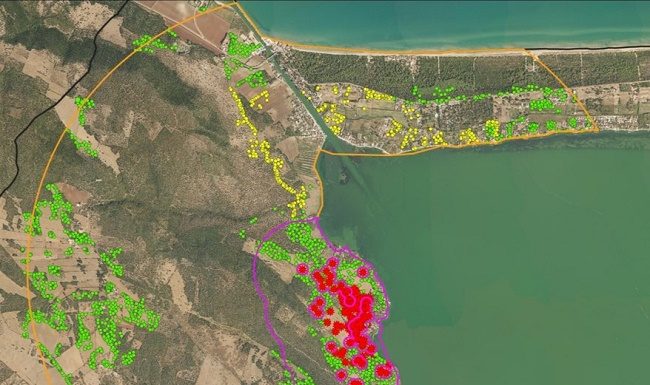 Xylella sul Gargano, il focolaio di Cagnano Varano verrà eradicato xylella gargano
