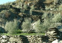 OLInVAL, l’olivicoltura di precisione in montagna: droni e DSS olivicoltura di precisione montagna