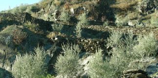 olivicoltura di precisione montagna