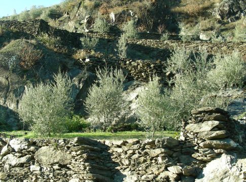 OLInVAL, l’olivicoltura di precisione in montagna: droni e DSS olivicoltura di precisione montagna